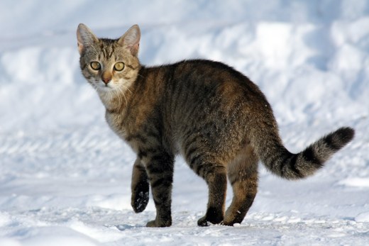 кот