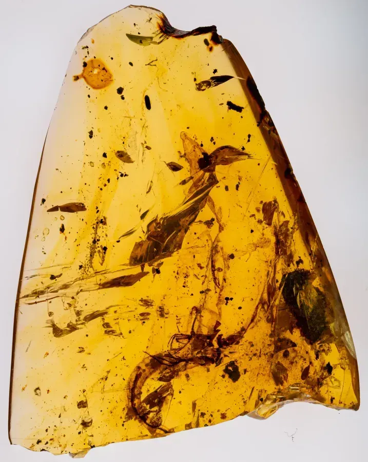 Un trozo de ámbar cretácico transparente color miel con una lagartija atrapada dentro, ejemplar natural con inclusión